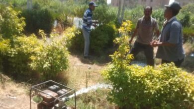 مبادره 100 مليون شجرة