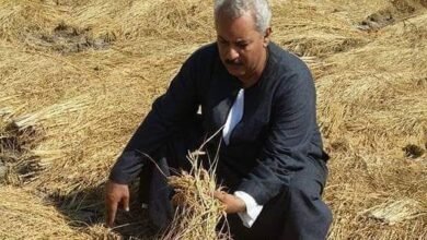اسعار الارز