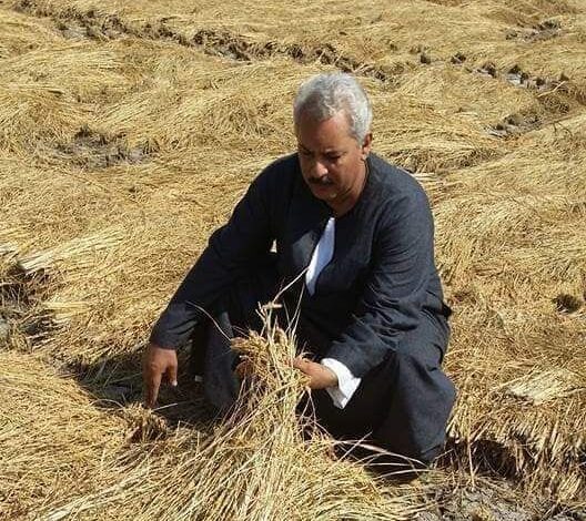اسعار الارز