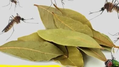 التخلص من الناموس | التخلص من الناموس بالخل | التخلص من الناموس بالملح | التخلص من الناموس بالقهوة | طرد الناموس من الغرفة | مرهم لعلاج قرص الناموس | علاج قرص الناموس