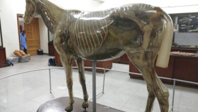 تنسيق كلية الطب البيطري في الجامعة الحديثة للتكنولوجيا والمعلومات 2023 