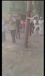 شنق الكلب 