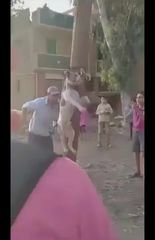 شنق كلب بشبين الكوم