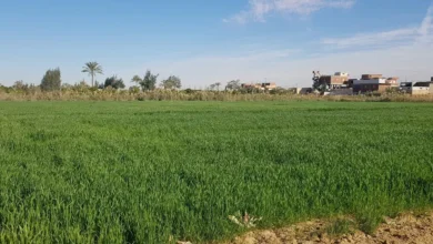 تزامنا مع عيد الفلاح.. مقتل مزارع خلال مشاجرة بسبب الأغنام