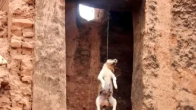 شنق كلب بالمنوفية