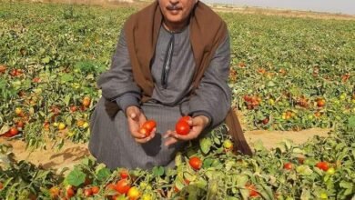 إرتفاع أسعار الطماطم وإنخفاض أسعار الأرز 