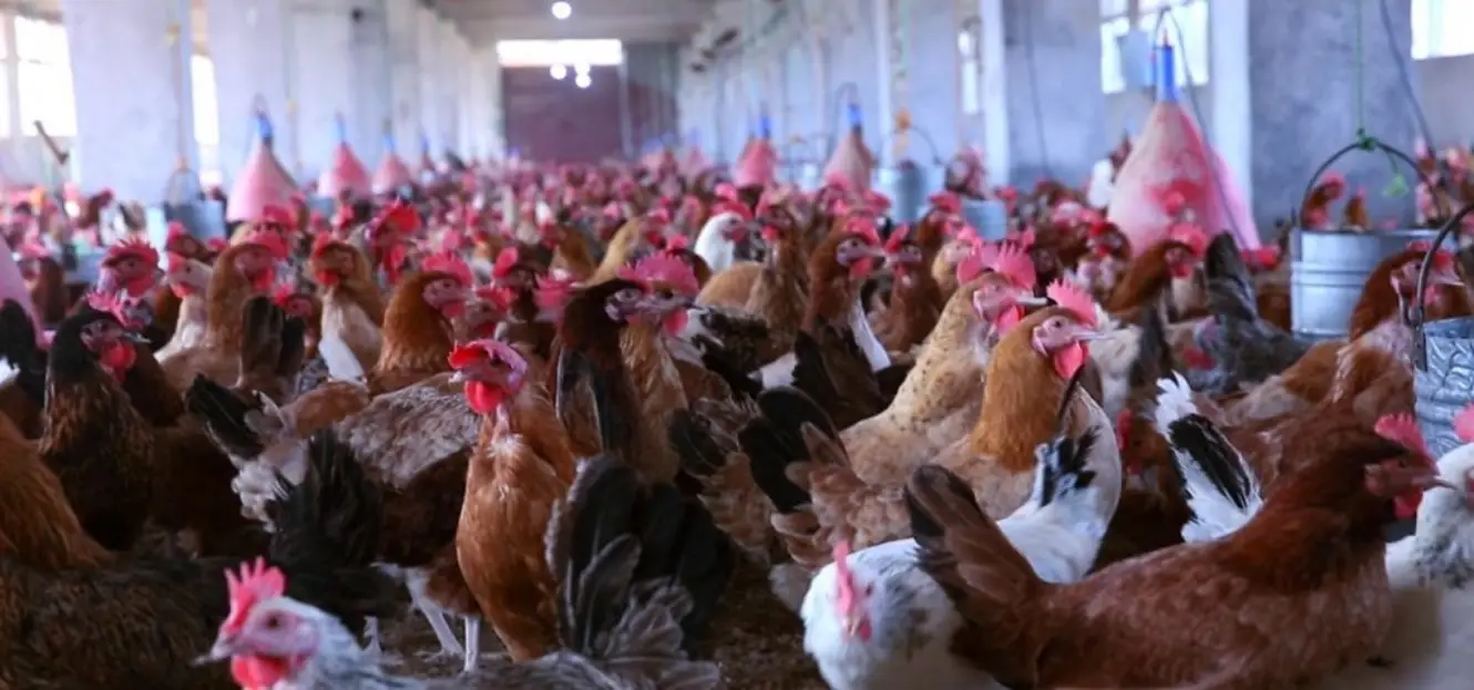 بورصة الدواجن اليوم الفراخ البيضاء