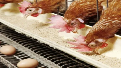 بورصة الدواجن اليوم الفراخ البيضاء