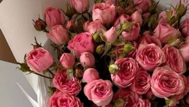 هديه عيد الحب