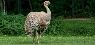 لماذا تحتاج الطيور التي لا تطير مثل النعامة إلى الريش؟ 