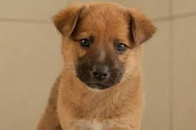 كلاب للبيع | كلاب للبيع في الامارات