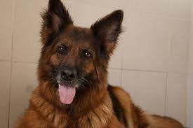 كلاب للتبني مجانا في الإمارات | كلاب للتبني في الإمارات | كلاب للبيع | كلاب للبيع في الامارات